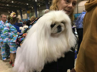 White Pekingese