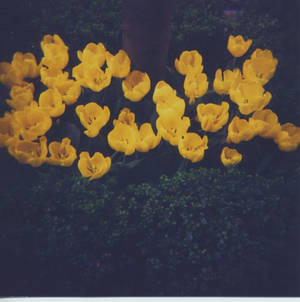 Holga Flowers - Spring