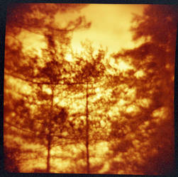 Diana F Redscale Trees