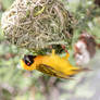 Weaver male building nest