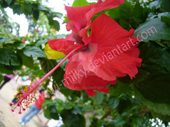 hibiscus 1