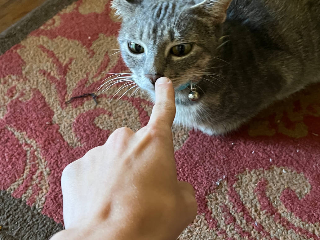 BOOP DA SNOOT!! by GlassDrag0n on DeviantArt