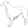 Borzoi