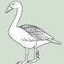 Swan or Goose Lineart