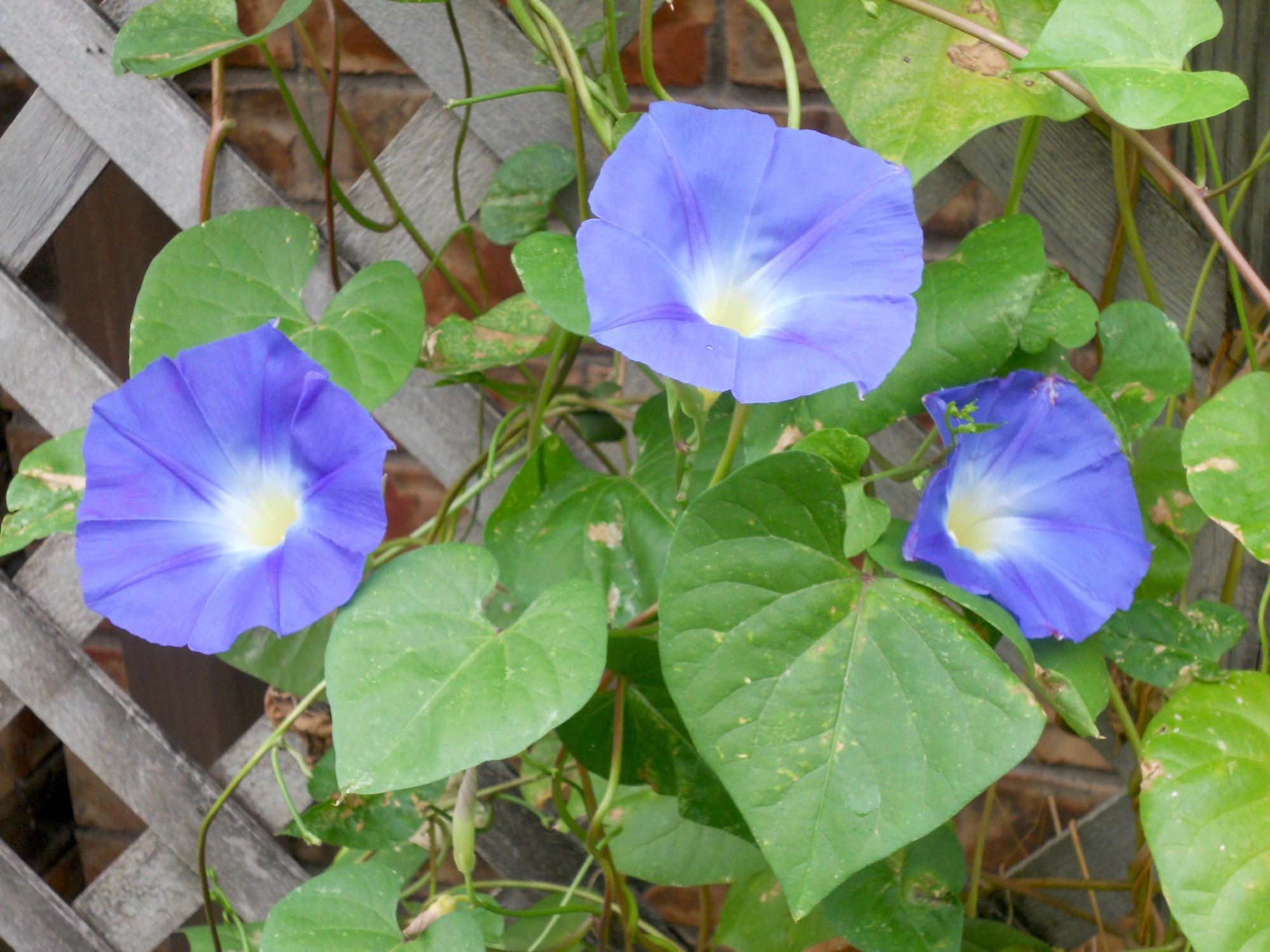 Backyard Morning Glories