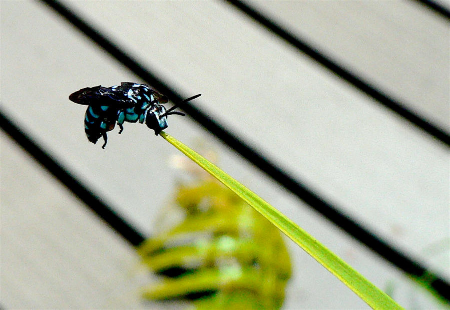 Blue insect by tsyin83 on DeviantArt