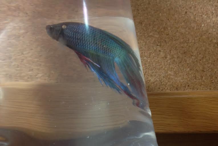 My New Betta!