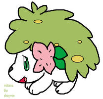 Mittens the shaymin