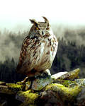 My Owl Manip by KBJ-77