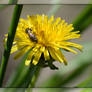 Insect on the flower