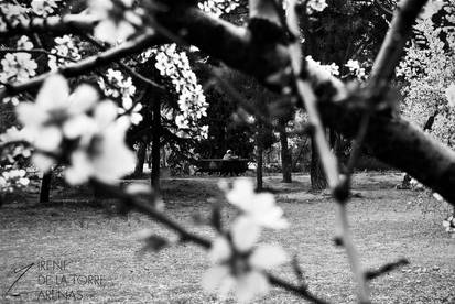 Lovers in the park