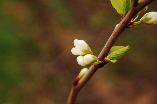 Apple blossom