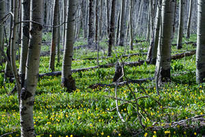 Ohio Valley Flowers