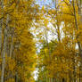 Golden Road