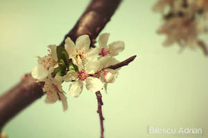 Spring Flowers