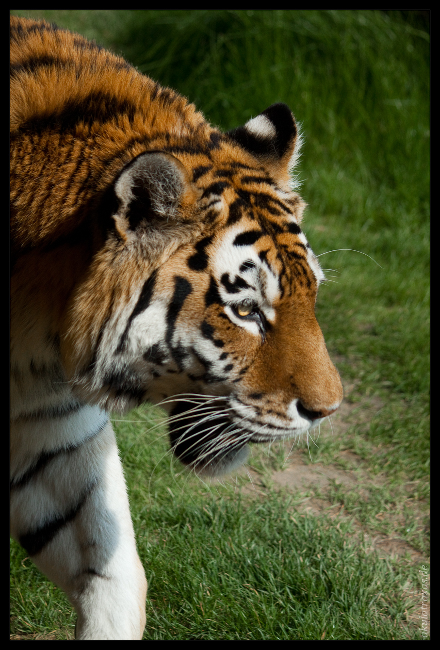 Tiger Walk