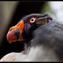 King Vulture I