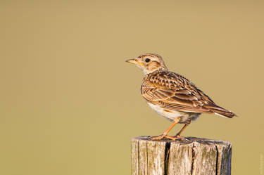 Skylark