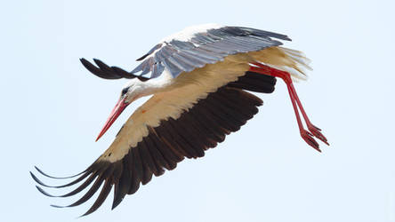 White Stork