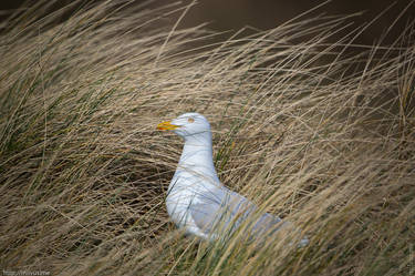 Seagull hiding in the dunes of texel.