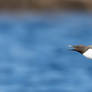 Guillemot Flyby