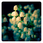 lily of the valley by ailenn