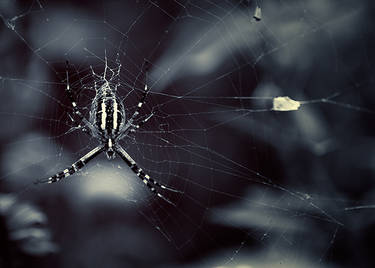 spider