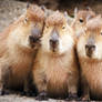 Capybara