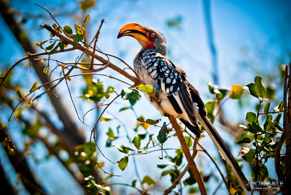 Yellow billed Horn Bill