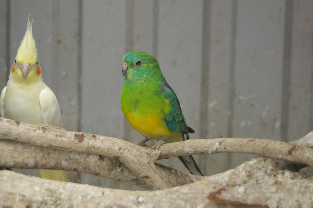 Red Rump Yellow Red Rump Parrot by Althalore on DeviantArt