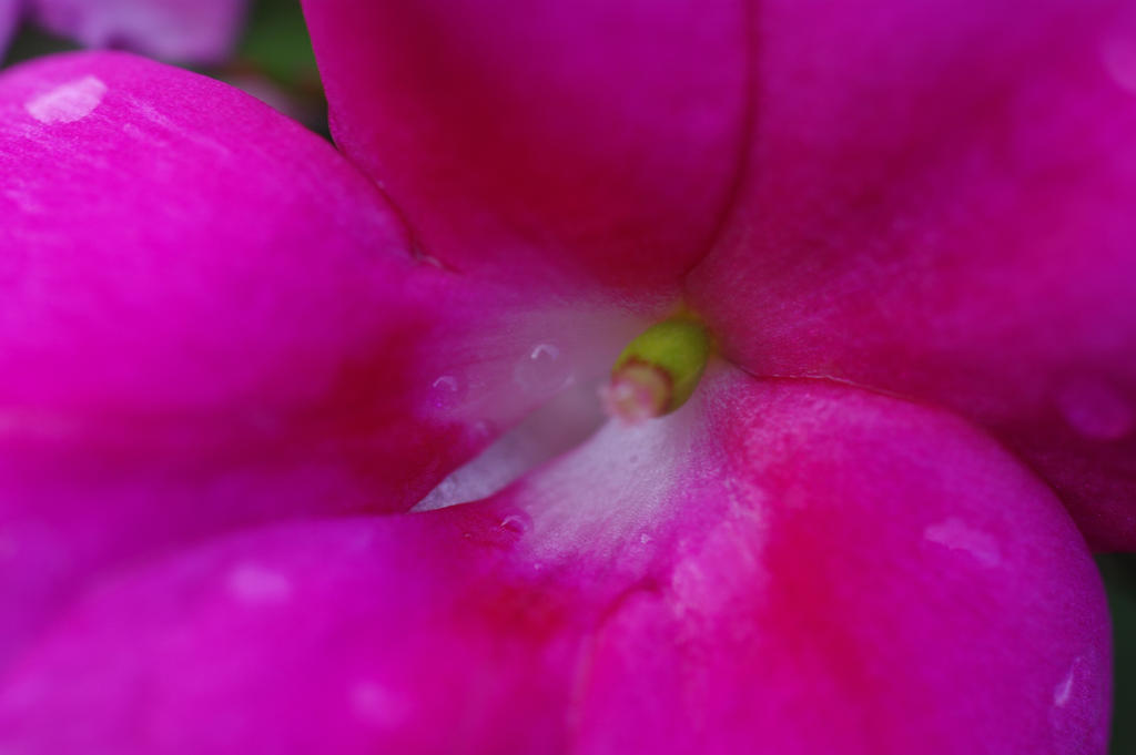 Pink Flower