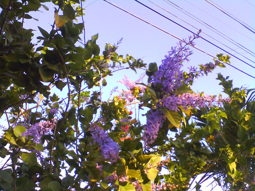 Wild Lilac