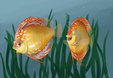 Discus Fish