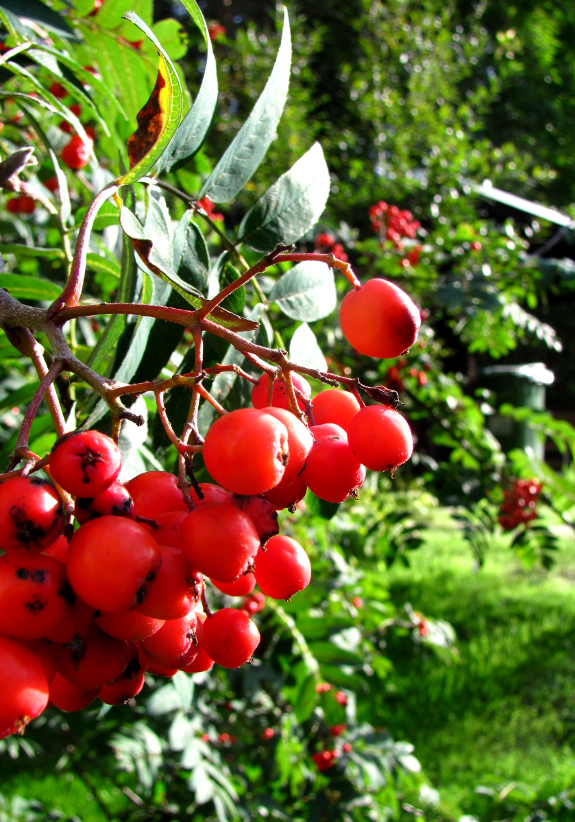 Rowanberries