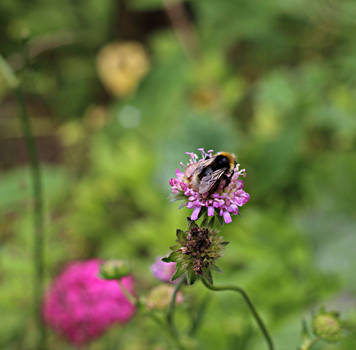 my first bumblebee shot