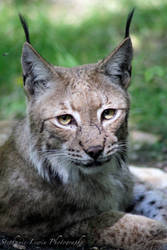 Lynx Pose