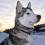 My Mal Pal! Alaskan Malamute puppy at 6 Months old