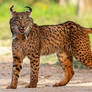Cat Lynx