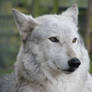 Wolf Portrait Stock 1
