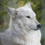 Wolf Portrait Stock 4