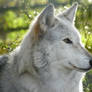 Wolf Portrait Stock 11