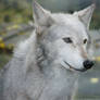 Wolf Portrait Stock 29