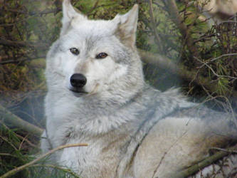 Wolf Portrait Stock 35