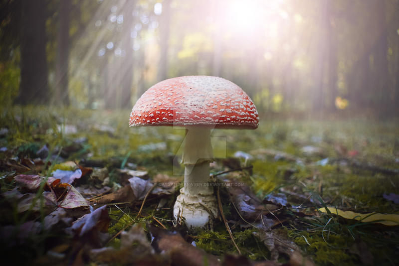 Magical Mushroom