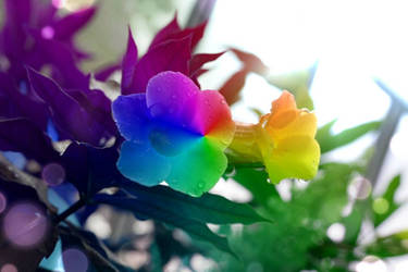 rainbow flowers