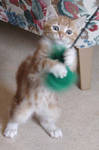 Whisky as a kitten by mrsellen