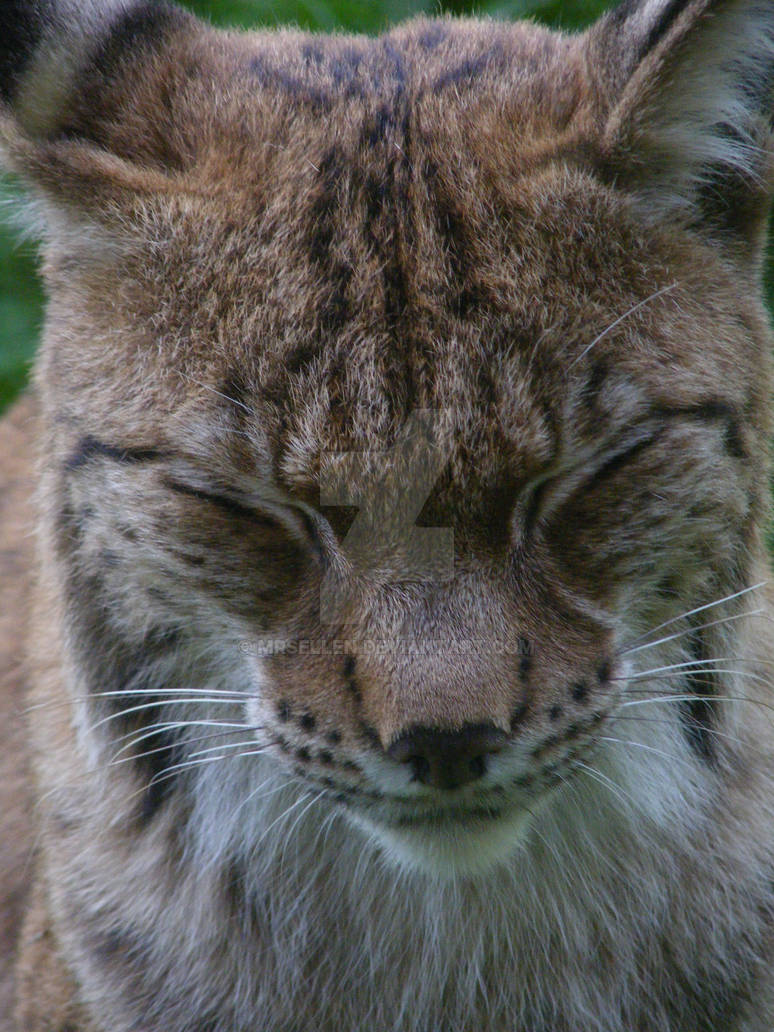 Lynx Close up