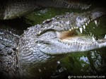 croco loco by r-a-ven