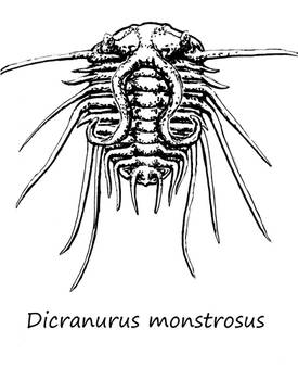 Dicranurus monstrosus