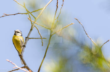 Great Tit II